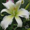 Hemerocallis Heavenly Angel